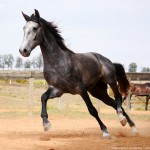 Pelennor Interagro/Interagro Lusitanos