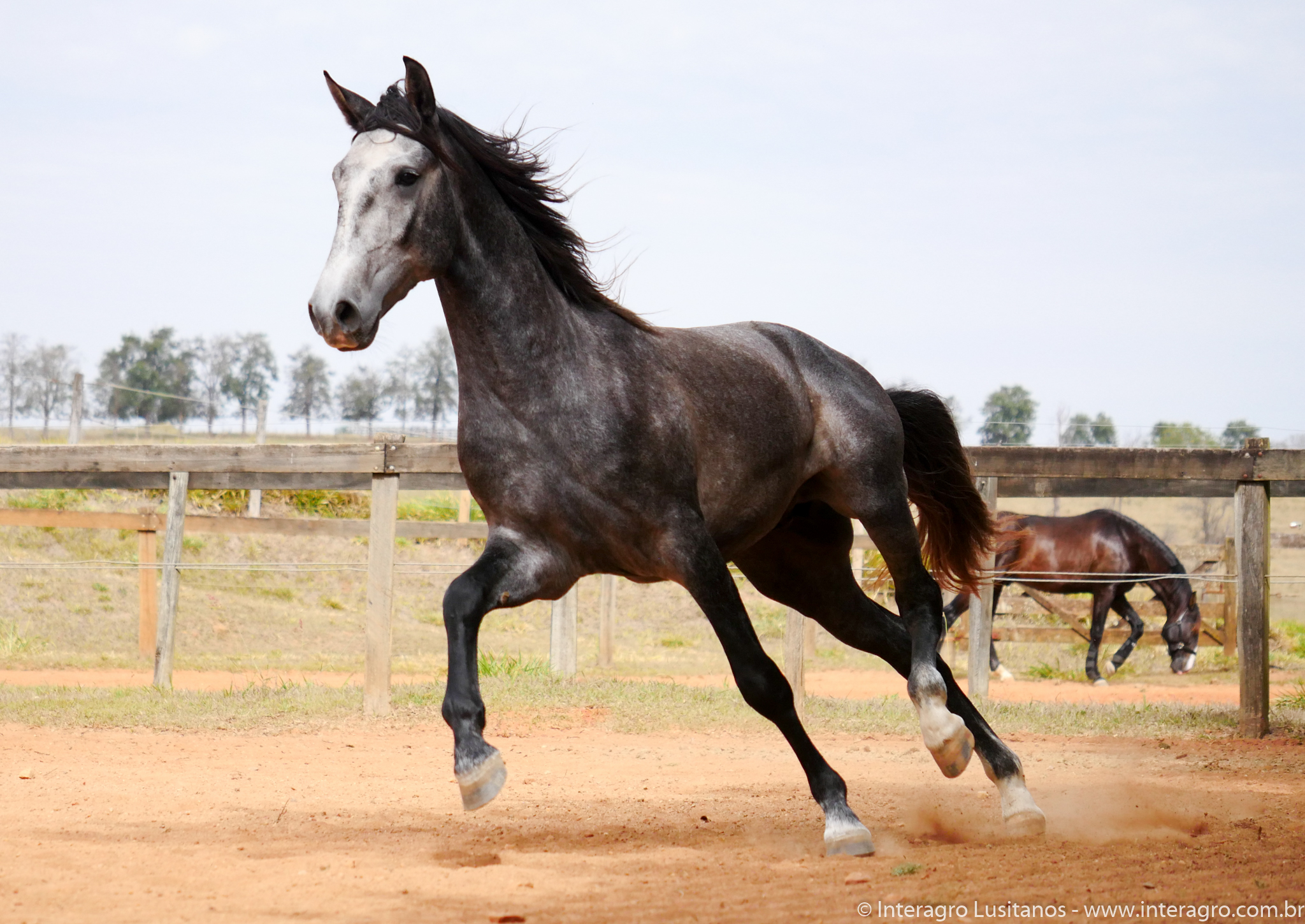 Pelennor Interagro/Interagro Lusitanos