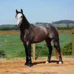 Pelennor Interagro/Interagro Lusitanos