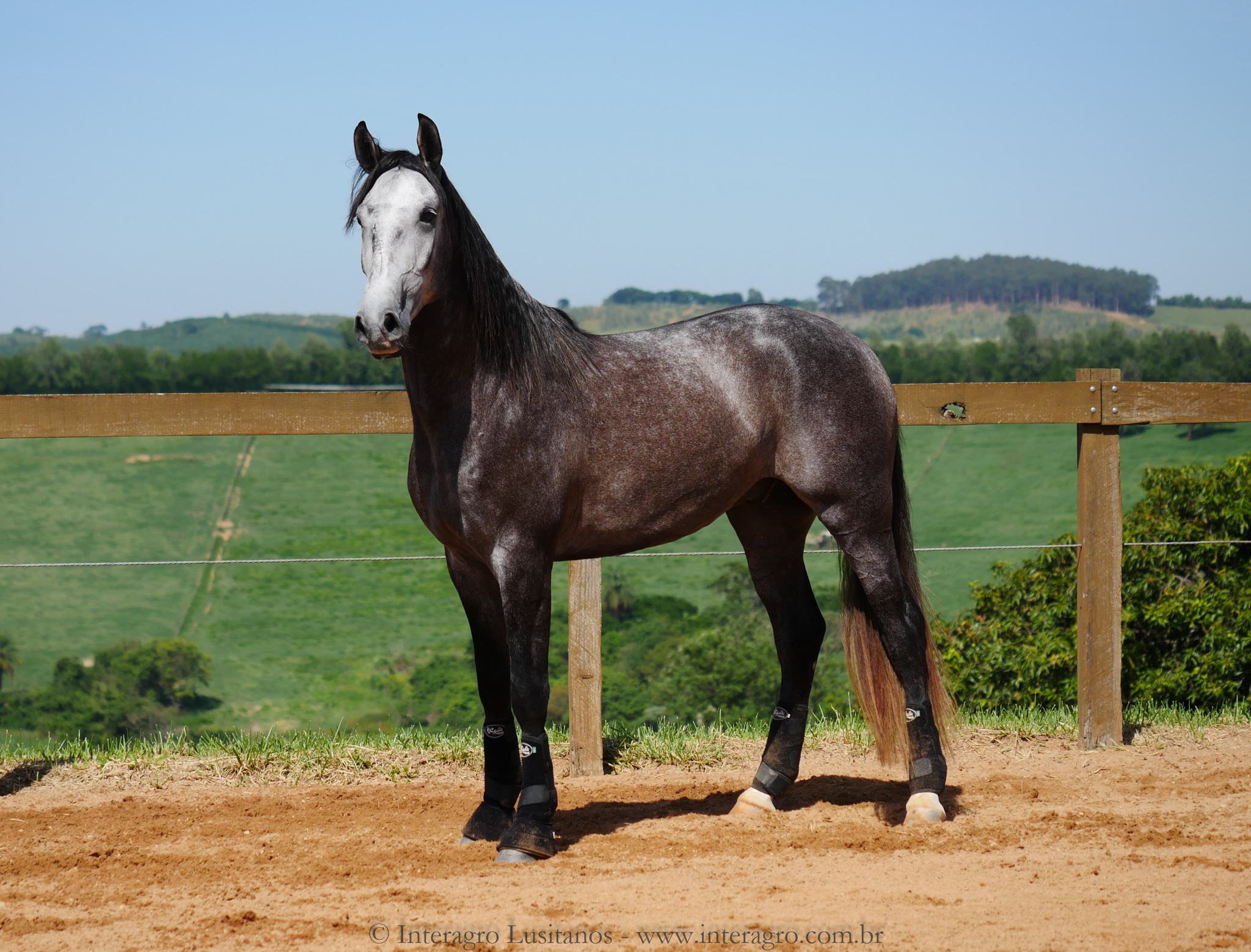 Pelennor Interagro/Interagro Lusitanos