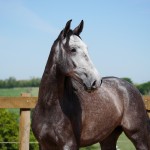 Pelennor Interagro/Interagro Lusitanos