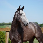 Pelennor Interagro/Interagro Lusitanos