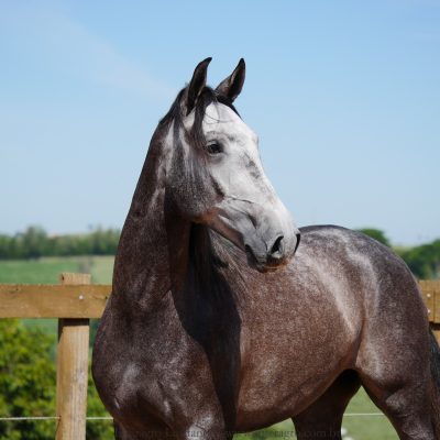 Pelennor Interagro/Interagro Lusitanos