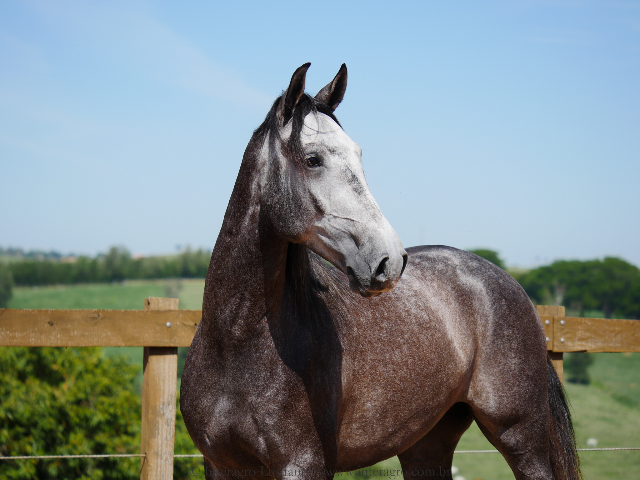 Pelennor Interagro/Interagro Lusitanos