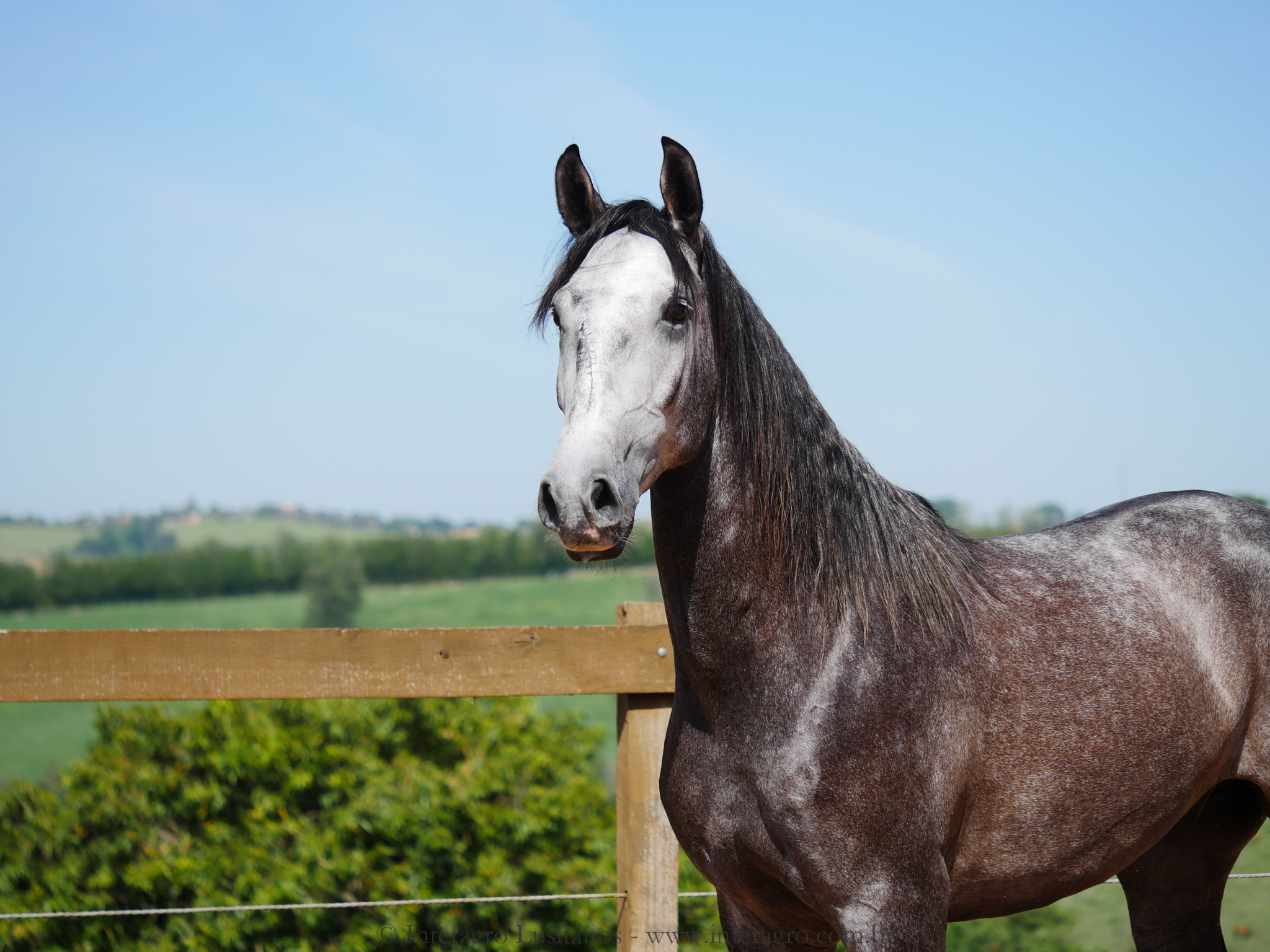 Pelennor Interagro/Interagro Lusitanos