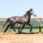 Pelennor Interagro/Interagro Lusitanos