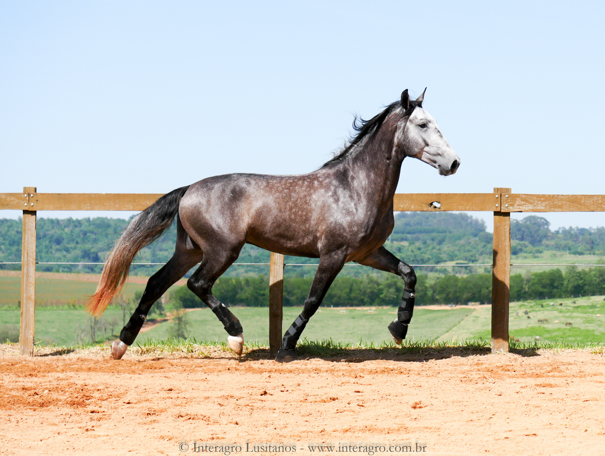 Pelennor Interagro/Interagro Lusitanos