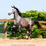 Pelennor Interagro/Interagro Lusitanos