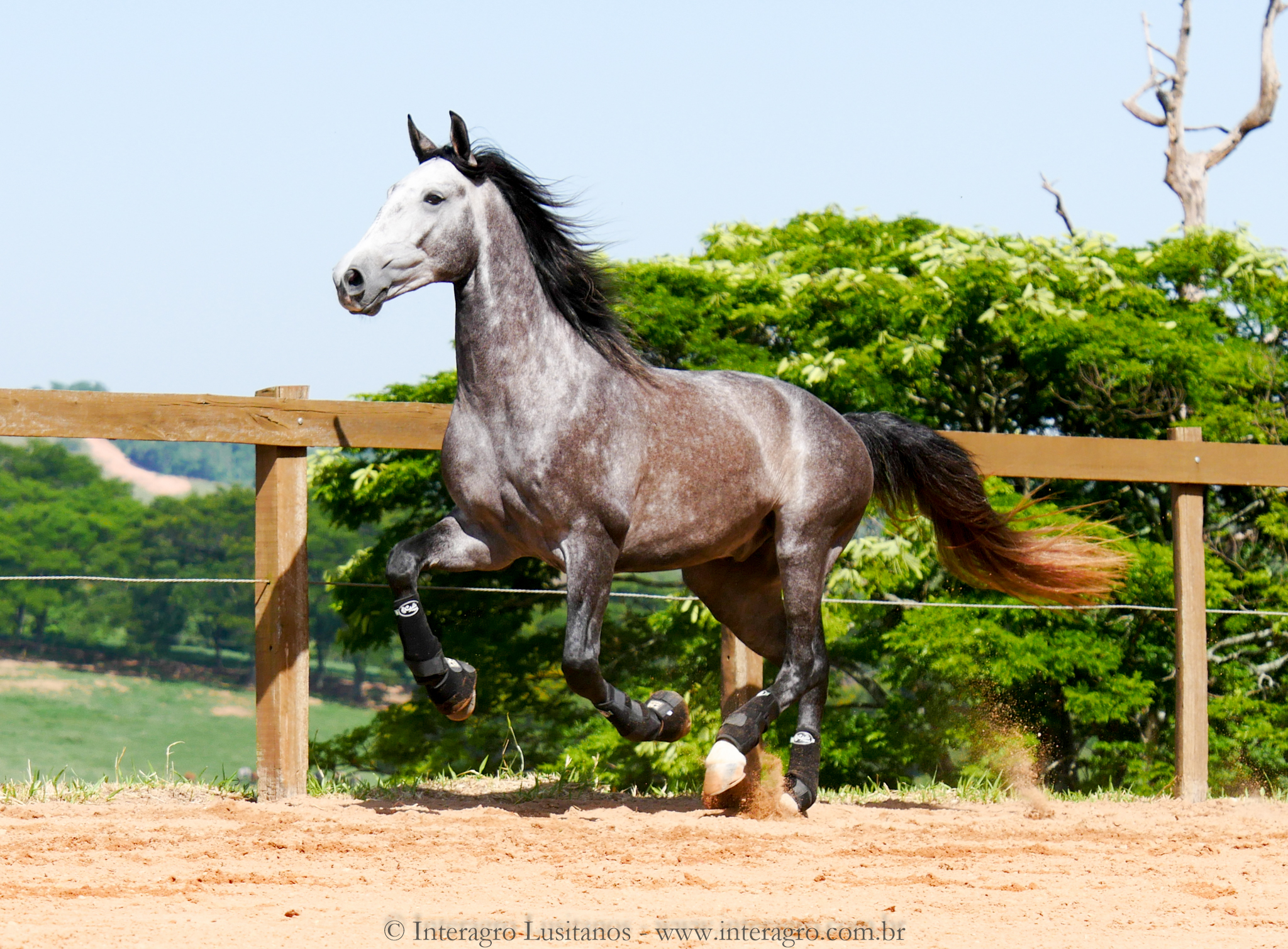 Pelennor Interagro/Interagro Lusitanos