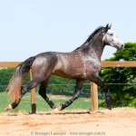 Pelennor Interagro/Interagro Lusitanos