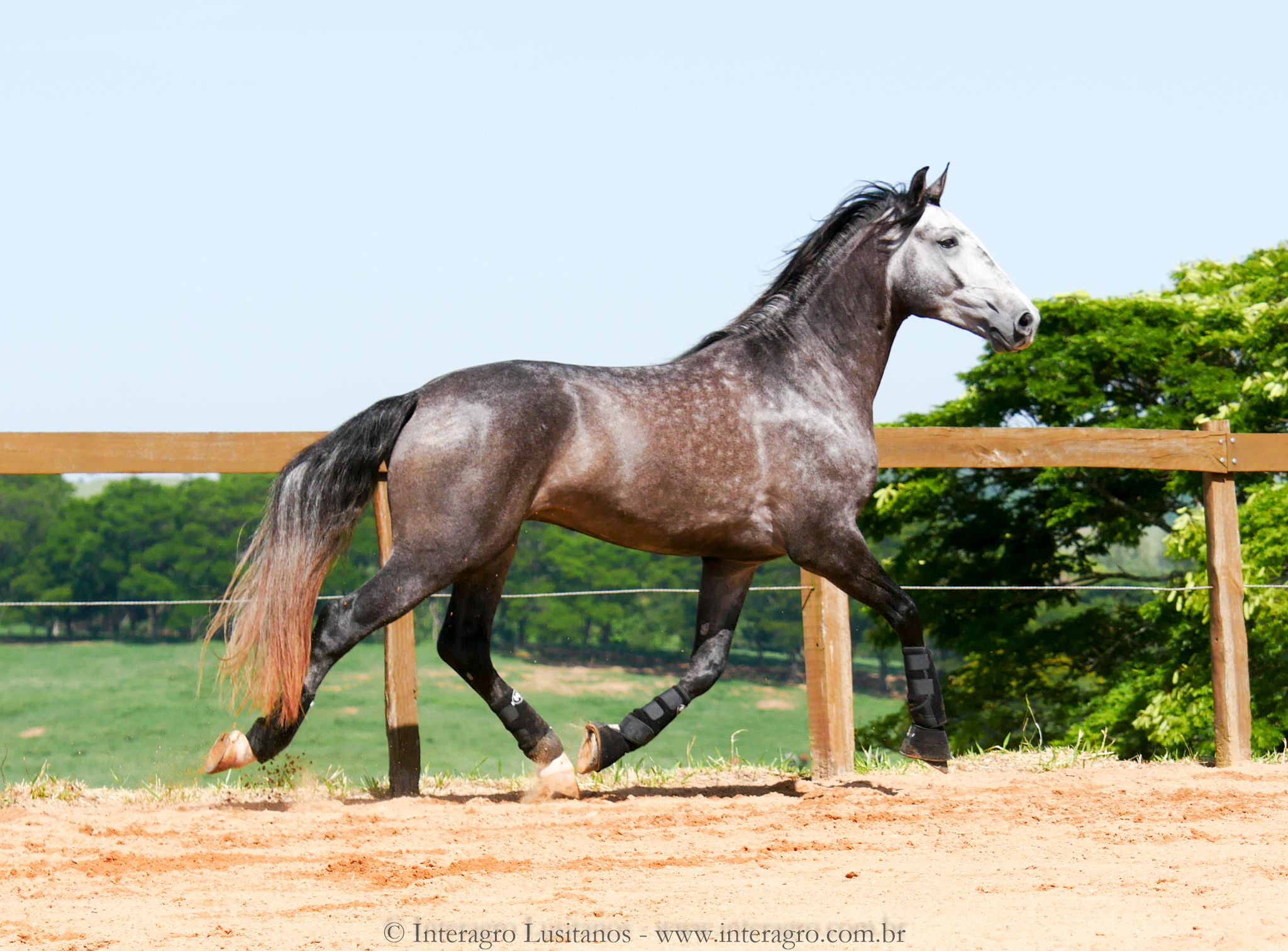 Pelennor Interagro/Interagro Lusitanos