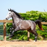 Pelennor Interagro/Interagro Lusitanos