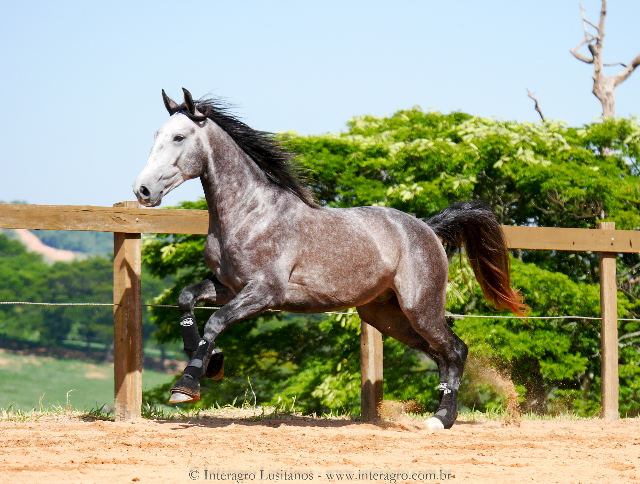 Pelennor Interagro/Interagro Lusitanos