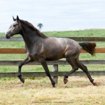 Perdicas Interagro/Interagro Lusitanos