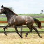 Perdicas Interagro/Interagro Lusitanos