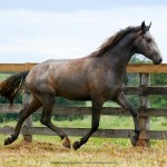 Perdicas Interagro/Interagro Lusitanos