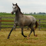 Perseus Interagro/Interagro Lusitanos