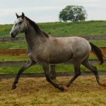 Perseus Interagro/Interagro Lusitanos