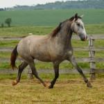 Perseus Interagro/Interagro Lusitanos