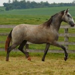 Perseus Interagro/Interagro Lusitanos