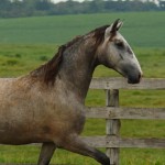 Perseus Interagro/Interagro Lusitanos