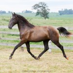 Petrarca Interagro/Interagro Lusitanos