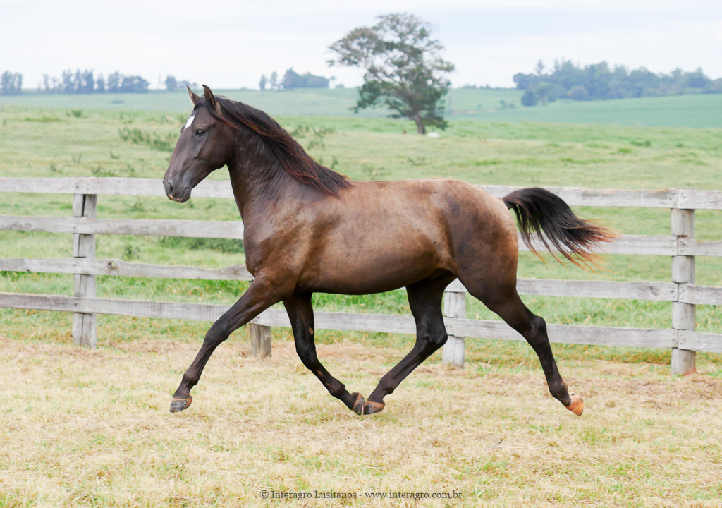 Petrarca Interagro/Interagro Lusitanos