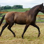 Petrarca Interagro/Interagro Lusitanos