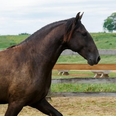 Petrarca Interagro/Interagro Lusitanos