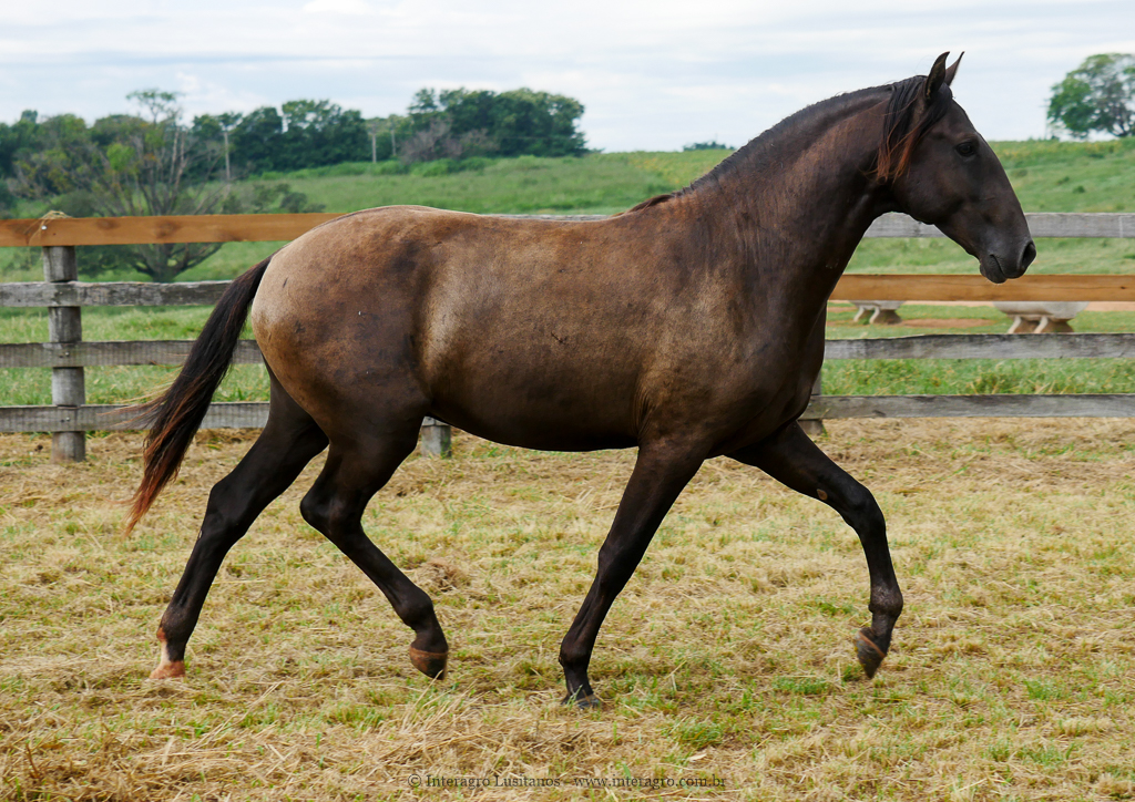 Petrarca Interagro/Interagro Lusitanos