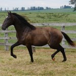 Petrarca Interagro/Interagro Lusitanos