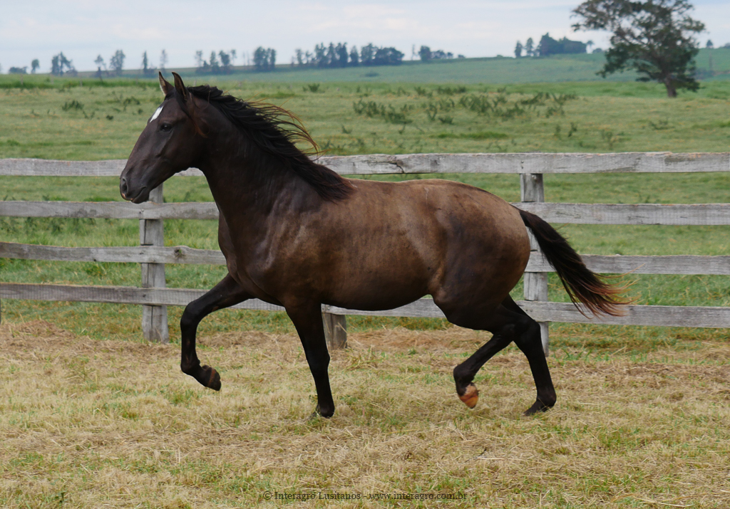 Petrarca Interagro/Interagro Lusitanos