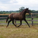 Petrarca Interagro/Interagro Lusitanos