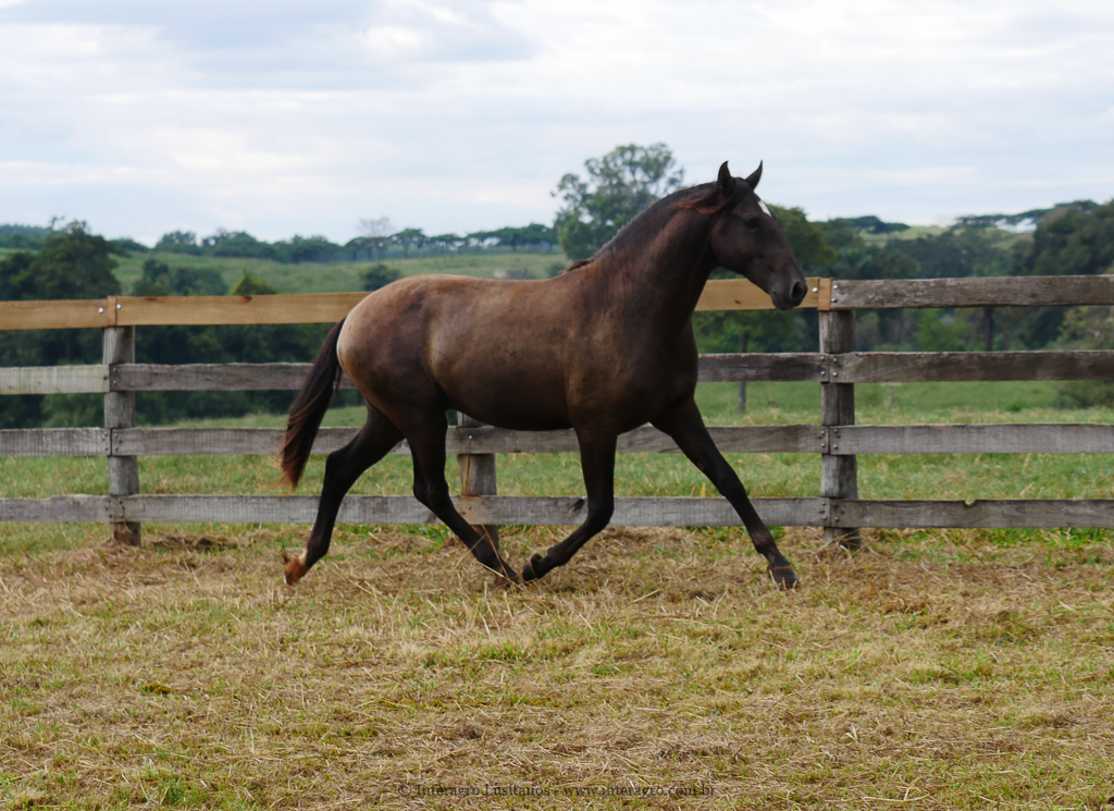 Petrarca Interagro/Interagro Lusitanos