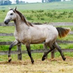 Píndaro Interagro/Interagro Lusitanos