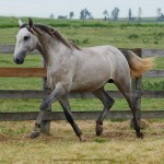 Píndaro Interagro/Interagro Lusitanos