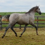 Píndaro Interagro/Interagro Lusitanos