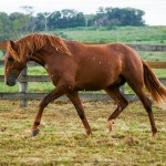 Pinkerton Interagro/Interagro Lusitanos