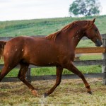 Pinkerton Interagro/Interagro Lusitanos