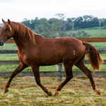 Pinkerton Interagro/Interagro Lusitanos