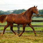 Pinkerton Interagro/Interagro Lusitanos