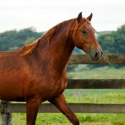 Pinkerton Interagro/Interagro Lusitanos