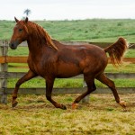 Pinkerton Interagro/Interagro Lusitanos