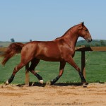 Pinkerton Interagro/Interagro Lusitanos