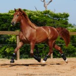 Pinkerton Interagro/Interagro Lusitanos