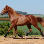 Pinkerton Interagro/Interagro Lusitanos