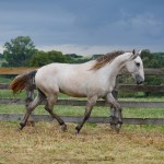 Platão Interagro/Interagro Lusitanos
