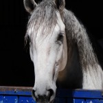 Platão Interagro, grey gelding Lusitano for sale /Interagro Lusitanos