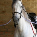 Platão Interagro, grey gelding Lusitano for sale /Interagro Lusitanos
