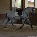 Platão Interagro, grey gelding Lusitano for sale /Interagro Lusitanos